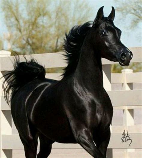 black horse wikipedia|what are black horses called.